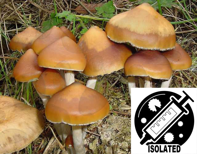 Psilocybe azurescens : Hammond Flying Saucers Spore Isolate Syringe
